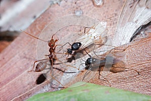 Weaver Ants and Carpenter Ants at war