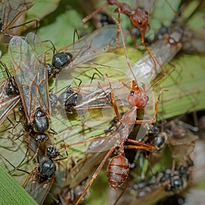 Weaver Ants and Carpenter Ants at war