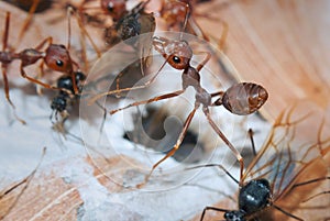 Weaver Ants and Carpenter Ants at war