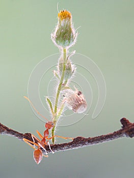 Weaver ants carrying flowers look dashing