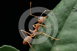 Weaver ants are carrying other ants that have died due to fighting