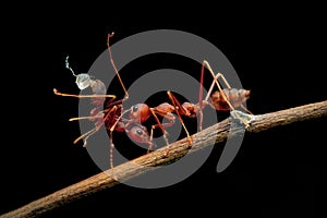 Weaver ants are carrying other ants that have died due to fighting