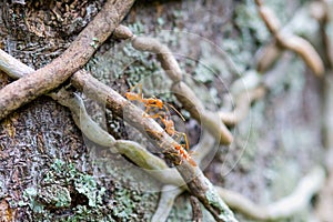 Weaver Ants Climbing a Tree
