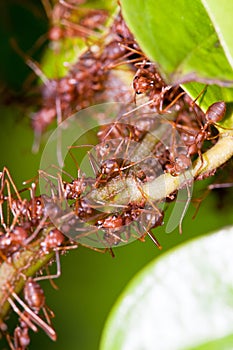 Weaver Ants Colony