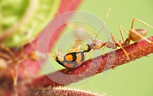 Weaver ants eat ladybug