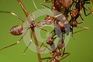 Weaver ants eat treehopper