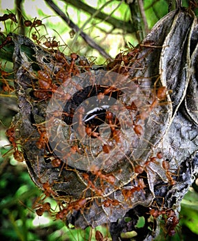 Weaver ants feasting on anarchid