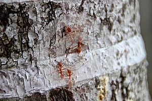 Weaver ants or green ants