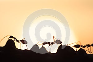 Weaver ants or green ants walking and transmit social signals on