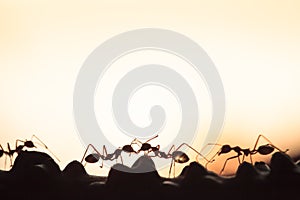 Weaver ants or green ants walking and transmit social signals on