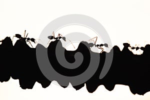 Weaver ants or green ants walking and transmit social signals on