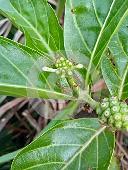 weaver ants that invade the noni tree photo