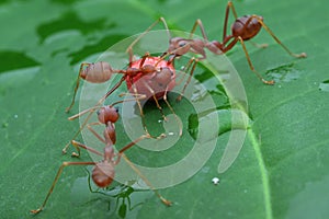 Weaver ants on the leaves are eating the fruit,