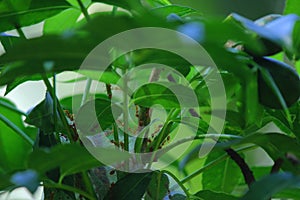 Weaver ants nest on the tree, unique nest building of weaver ants, ants background