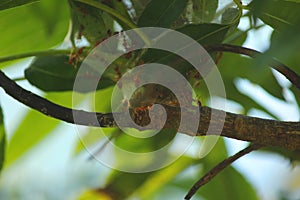 Weaver ants nest on the tree, unique nest building of weaver ants