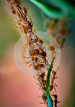 Weaver Ants - Oecophylla smaragdina, forming a living chain close-up photo