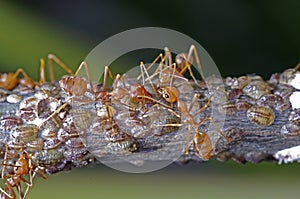Weaver ants and scale insects