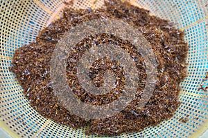 Weaver ants or tailor ants or Oecophylla smaragdina sold at Preah Vihear Market in Cambodi