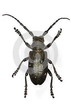 Weaver beetle Lamia textor a 50 years old specimen from beetle collection