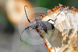 Weaver beetle (lamia textor). Found in a willow bush in south Poland