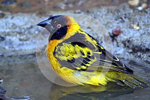 Weaver bird