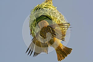 Weaver bird building nest