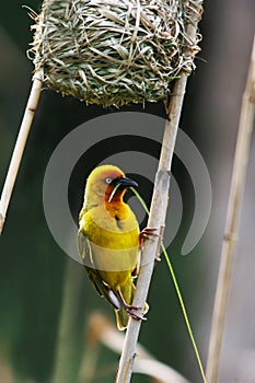 Weaver Bird Building Nest