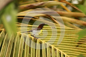 A weaver bird on a coconut leaves. Tiny little crafty creature is fast and beautiful as well.