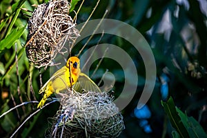 Weaver bird from East Africa. The bird in the wild, captured on safari in Kenya, building his nest