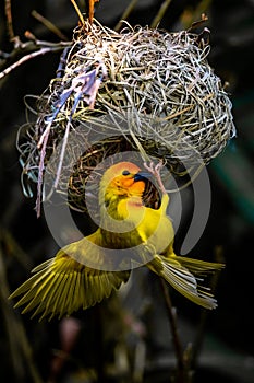Weaver bird from East Africa. The bird in the wild, captured on safari in Kenya, building his nest