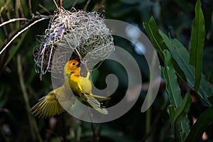 Weaver bird from East Africa. The bird in the wild, captured on safari in Kenya, building his nest