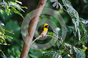 Weaver bird male, Ploceus philippinus, Wai, Maharashtra