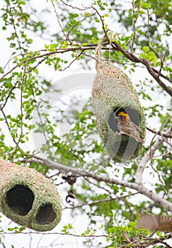 Weaver bird and nest