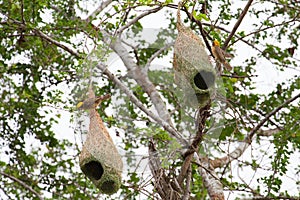 Weaver bird and nest