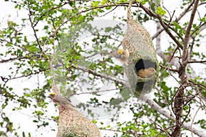 Weaver bird and nest