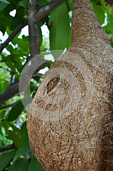 Weaver bird nest