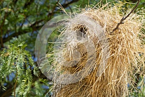 Weaver bird nest close-up