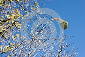 weaver bird nest