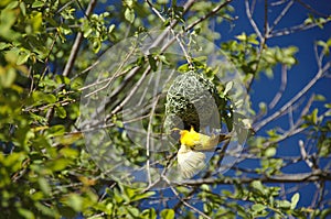 Weaver bird and nest at Pilanesberg National Park, South Africa