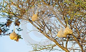 Weaver Bird Nests