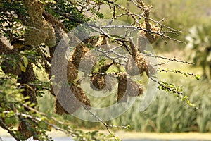 Weaver-bird Nests Over a River