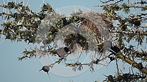 Weaver Bird Nests On The Thorny Tree Branch In El Karama Eco Lodge In Kenya - Low-Angle Sh