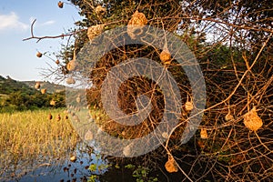 Weaver Bird Nests Wetland