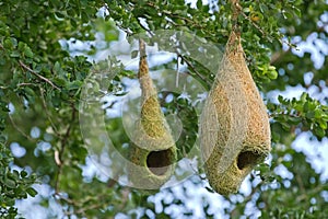 Tejedor pájaro colgante nidos colgante sobre el un árbol en Bosque 