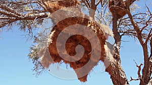 Weaver Bird Ploceidae nests in Etosha Nationalpark, Namibia, Africa