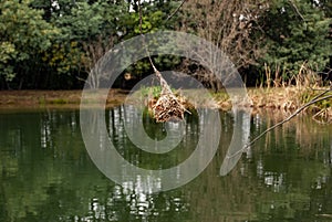 Weaver Bird Ploceidae nests in KwaZulu Natal photo