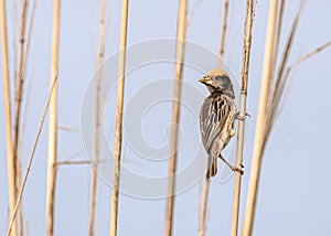 Weaver bird resting on dry grass