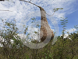 Weaver bird`s nest in malaysia