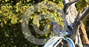 Weaver Bird sitting on a branch photo
