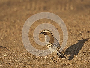 Weaver bird sitting on the sandy ground